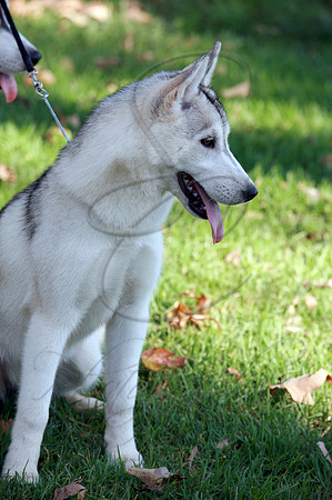 5784.tif